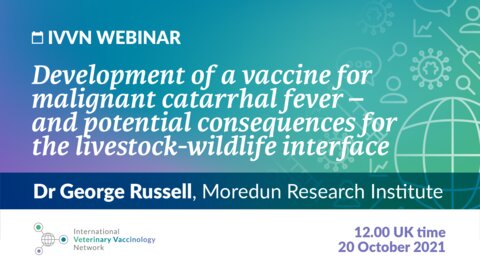 Graphic with text: "IVVN Webinar: Development of a vaccine for malignant catarrhal fever – and potential consequences for the livestock-wildlife interface"