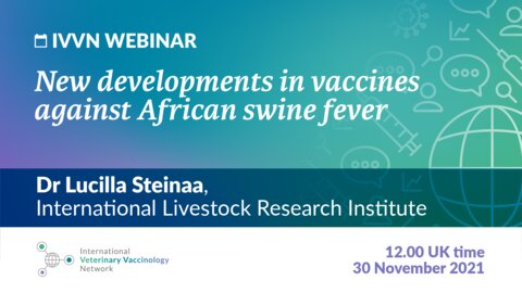 Graphic with text: "IVVN Webinar: New developments in vaccines against African swine fever"