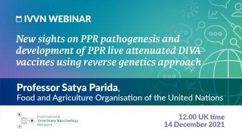 Graphic with text: "IVVN Webinar: New sights on PPR pathogenesis and development of PPR live attenuated DIVA vaccines using reverse genetics approach"