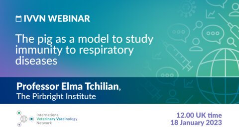 IVVN Webinar. The pig as a model to study immunity to respiratory diseases. Professor Elma Tchilian, The Pirbright Institute.