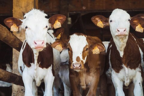 Cows looking out of a barn door