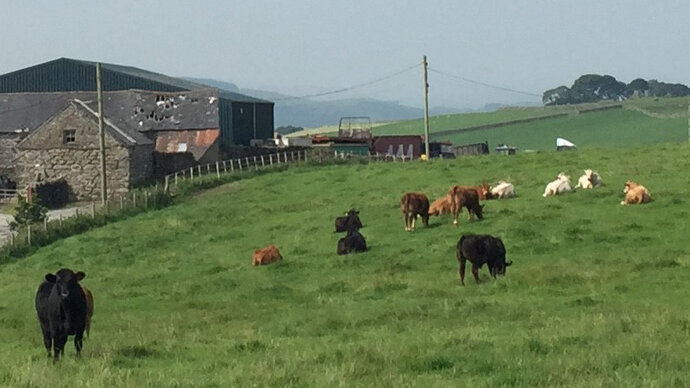 Cattle in a field