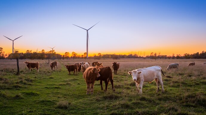 A herd of cattle in a field