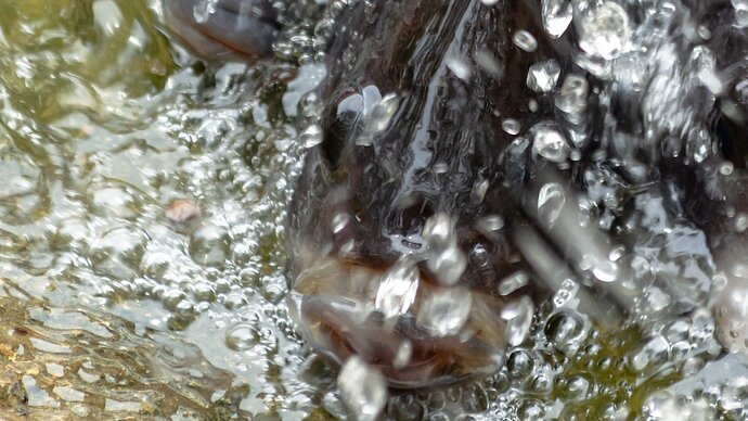 Photograph of tilapia in aquaculture