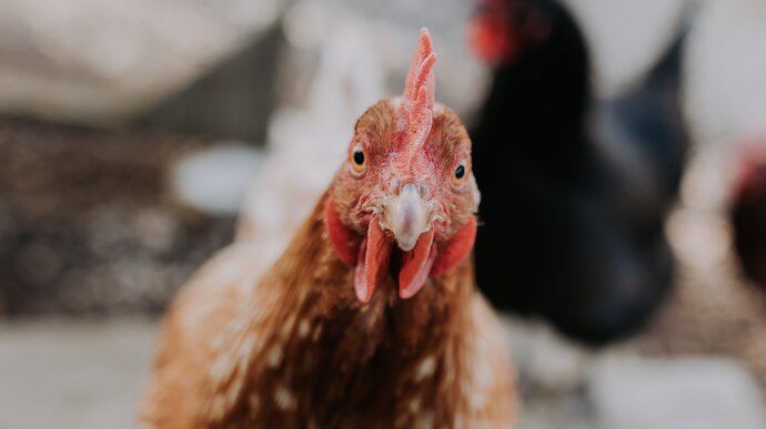 Photo by Christin Hume on Unsplash