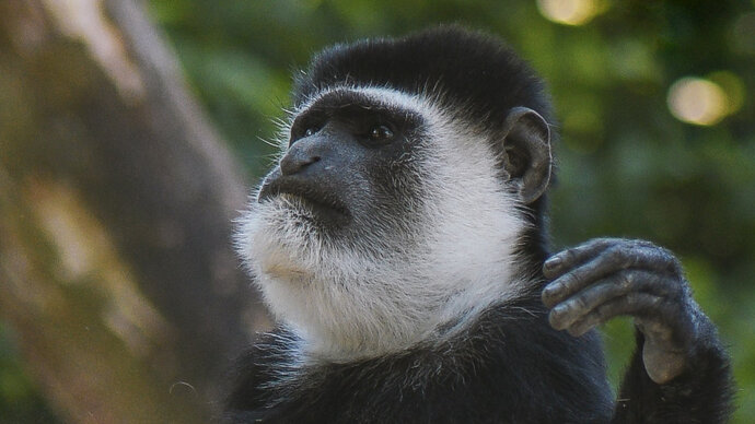 Colobus monkey