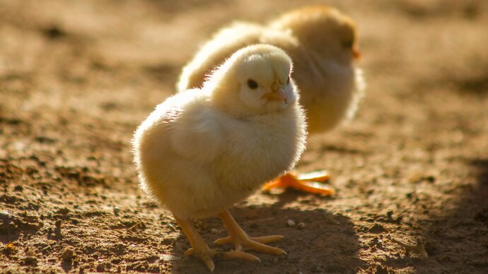 Photo of two newly hatched chicks