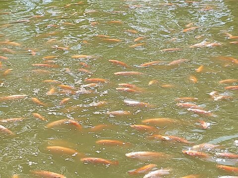 Tilapia