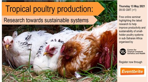 Tropical poultry production