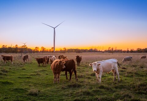 Cattle in a field