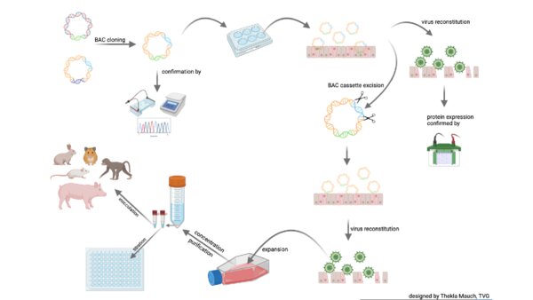 Figure showing the in vitro stages and the durations involved in the construction of an animal vaccine.