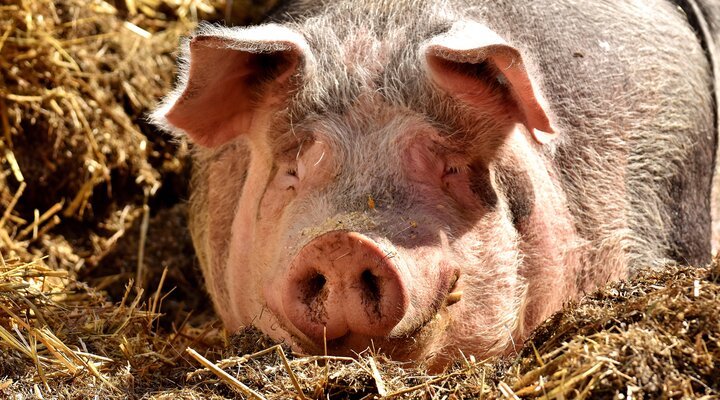 Photograph of a pig by Alexas_Fotos from Pixabay