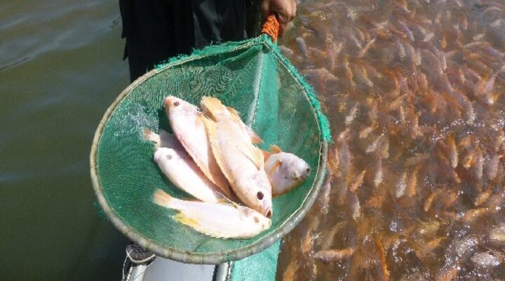Image of tilapia caught in a net on a fish farm