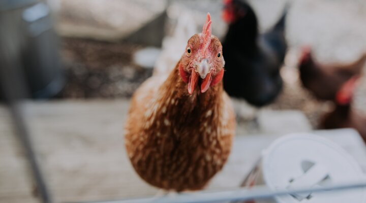 Photo by Christin Hume on Unsplash