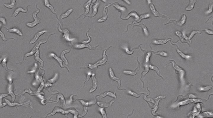Trypanosoma congolense (photo: Liam Morrison)