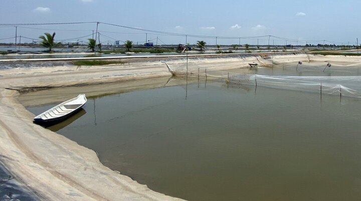 Pangasius pond in Vietnam