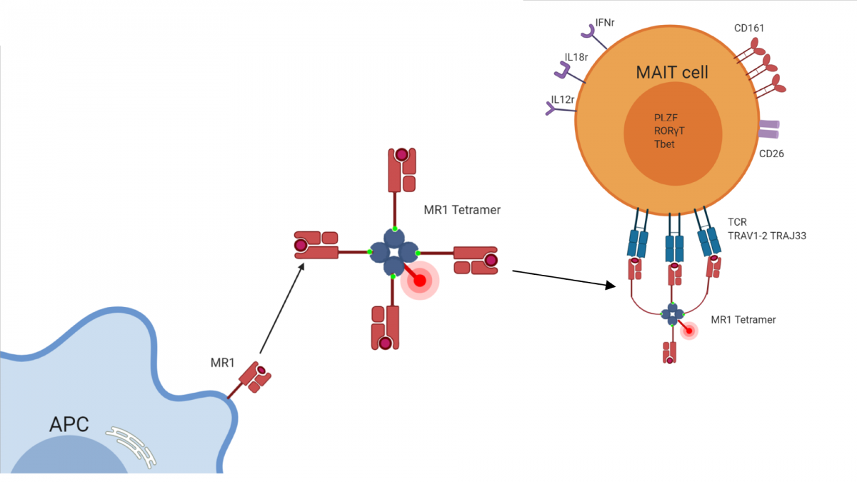 MR1 tetramer identification of MAIT cells