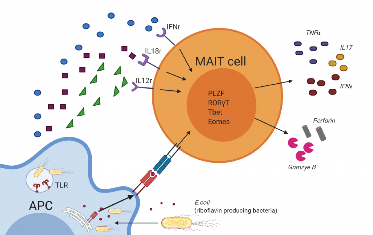 MR1 tetramer identification of MAIT cells