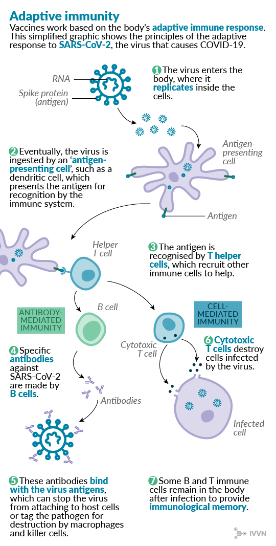 1 Adaptive immunity